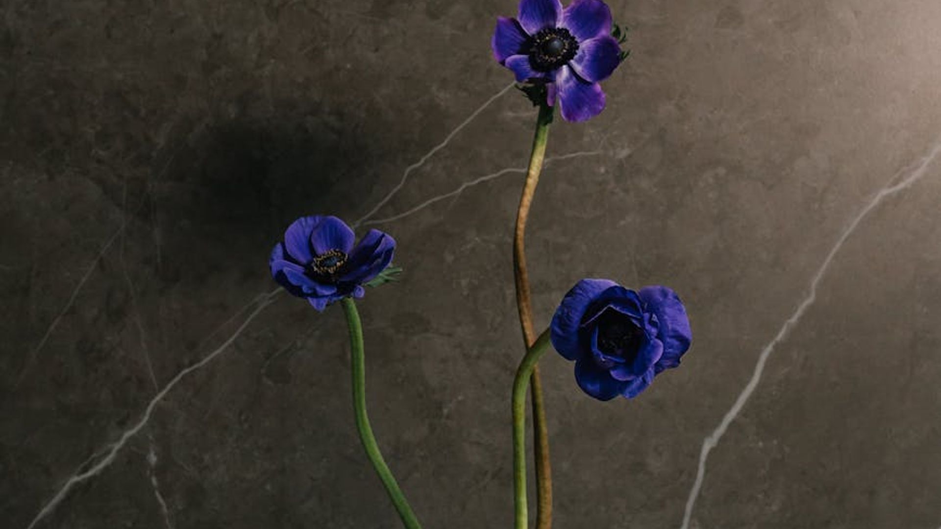 Spacious and calm studio with soft natural light.